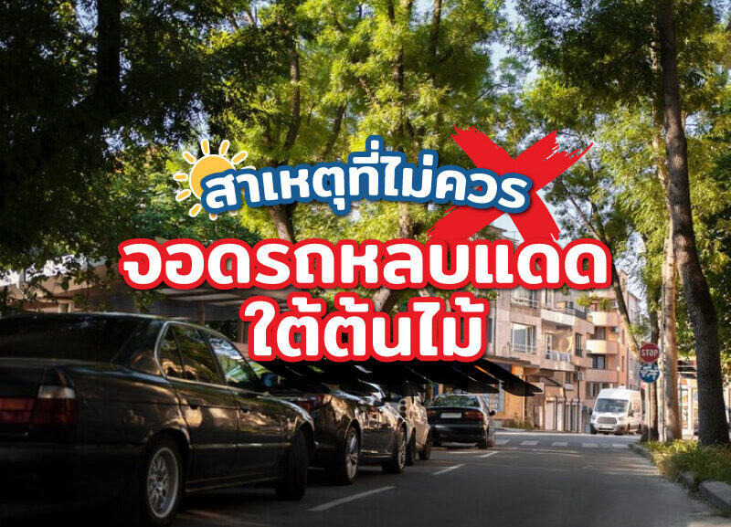 cover-no-parking-tree-800x577 ทำไมไม่ควรจอดหลบแดดใต้ต้นไม้